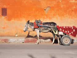 Burro solitário