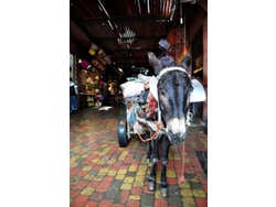 Burro na entrada do Mercado
