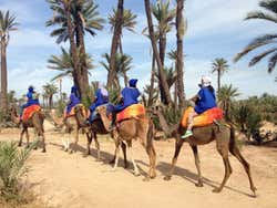 Camelos no Palmeiral de Marrakech