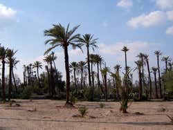 Palmeiral de Marrakech