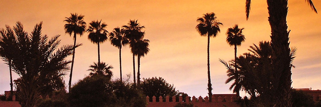 Palmeiral de Marrakech